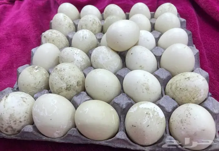 بيض بط للبيع سوداني 0