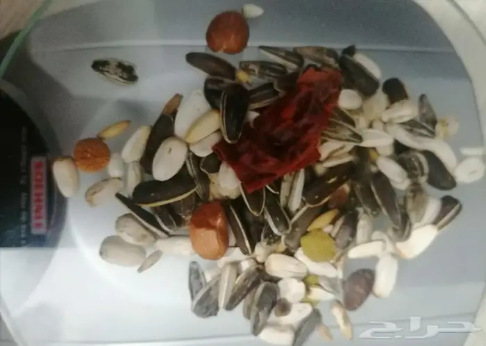 أكل طيور كبيره الحجم 2