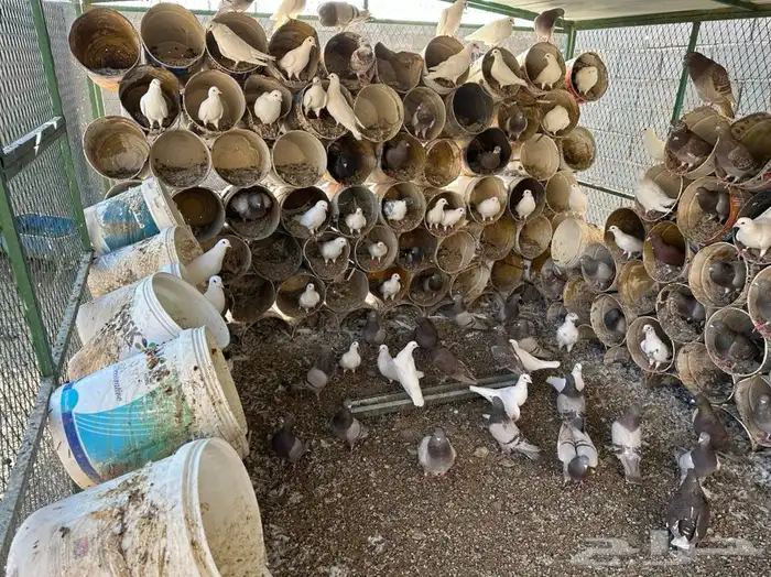 للبيع حمام مشكل مصري وفرنسي ابيض وسلفر عدد 54 جوز تزود 0
