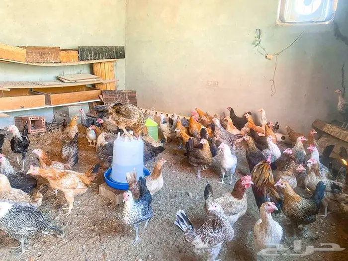 دجاج بلدي بياض للبيع 0