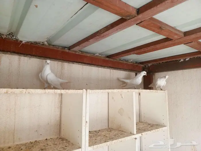 صنعاني ابيض 4