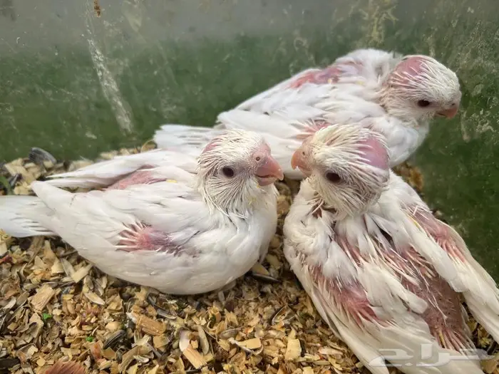 للبيع فروخ كروان البينو 3