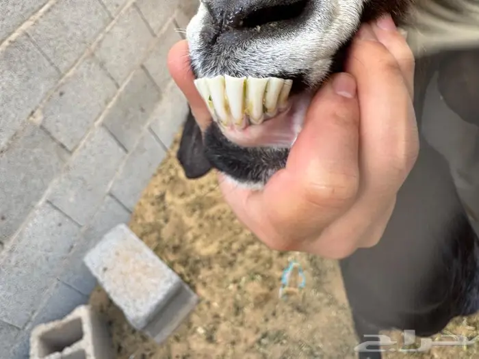 عنز والد 1
