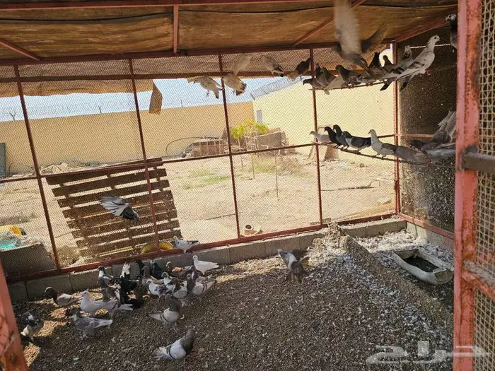 حمام فرنسي   شبكين للبيع 1