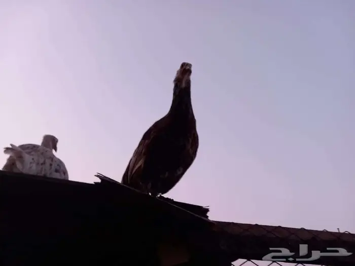 هجين بين الدجاج و الحجل 0