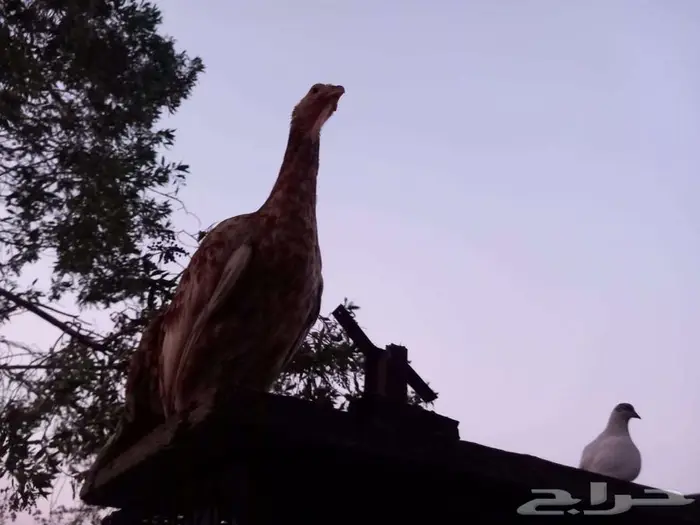 هجين بين الدجاج و الحجل 2