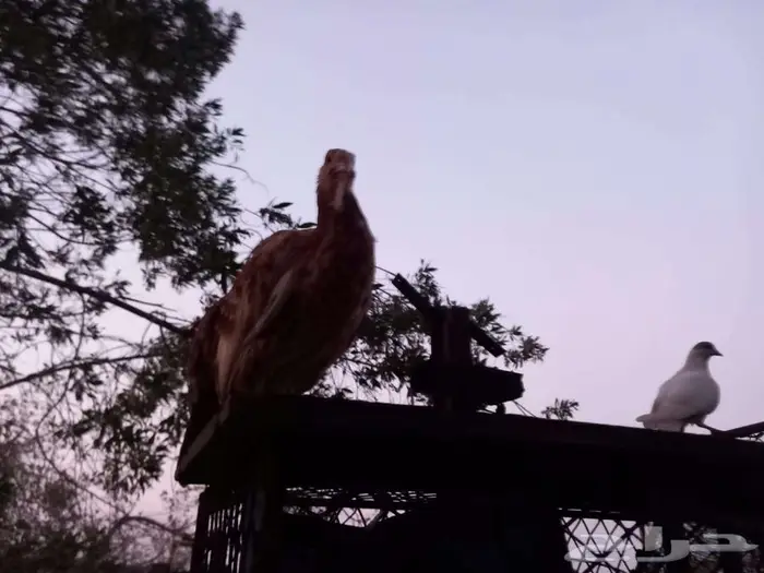 هجين بين الدجاج و الحجل 3