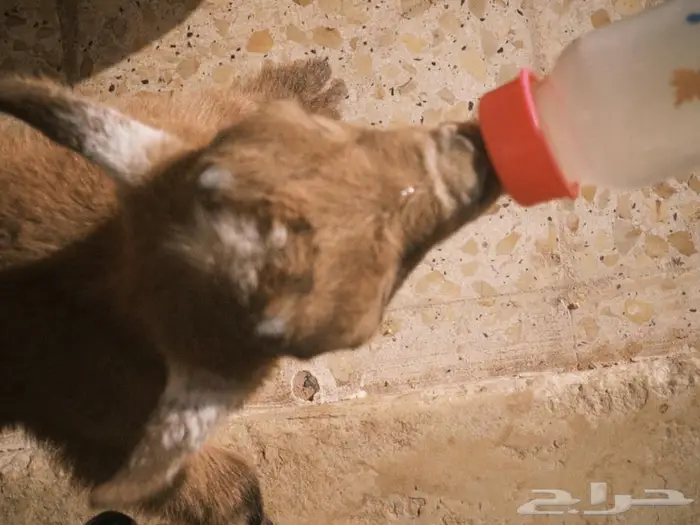 ماعز قزم للبيع 0