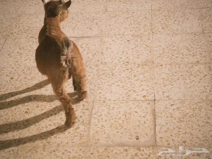 ماعز قزم للبيع 2