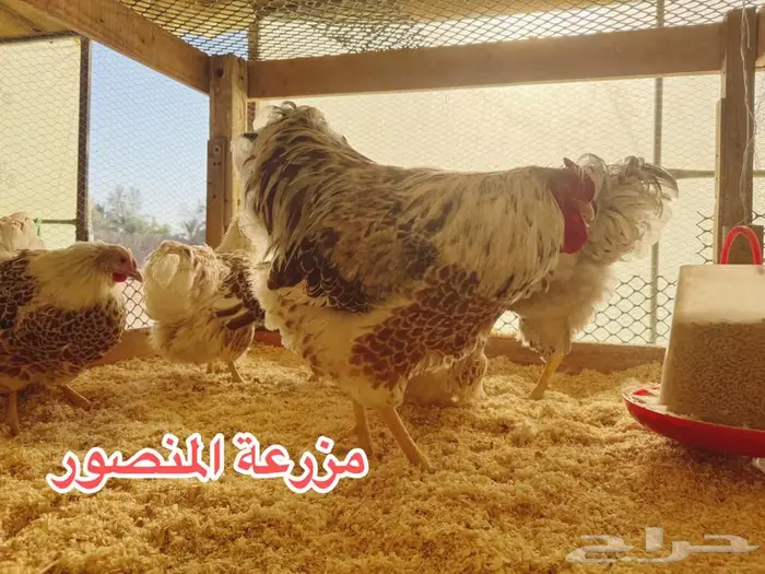 وين دوت سبلاش احمر 0