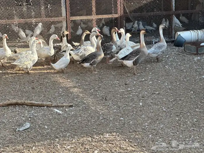 وز عراقي ومصري للبيع العدد 17 فيهن 7 بياض من العام 2