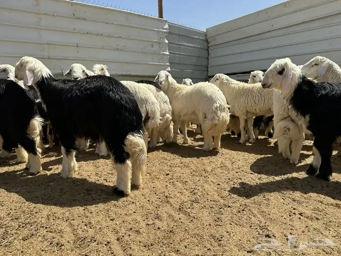 ذبايح وتيوس شحم 2