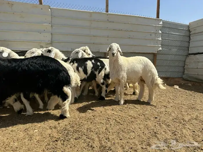 ذبايح وتيوس شحم 1