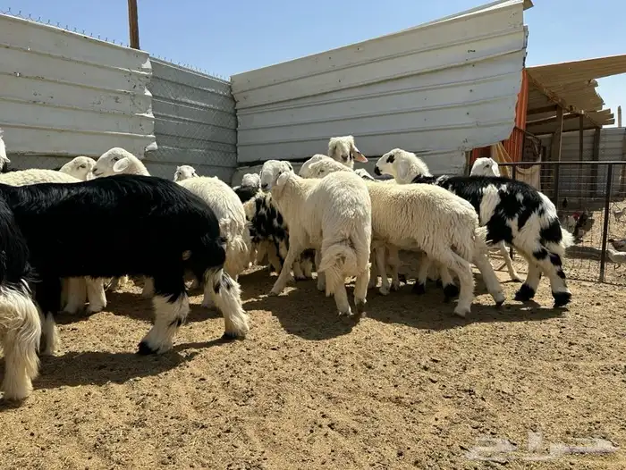 ذبايح وتيوس شحم 3