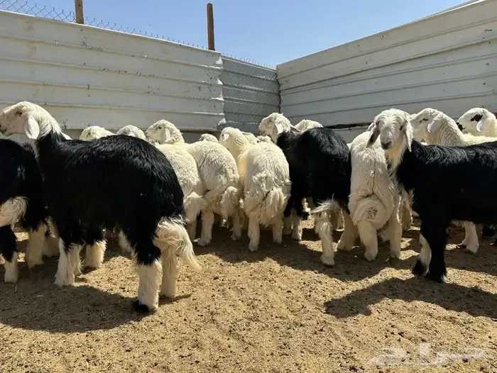 ذبايح وتيوس شحم 6