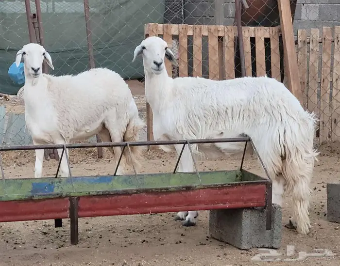 ثنيه ورباع للبيع 0