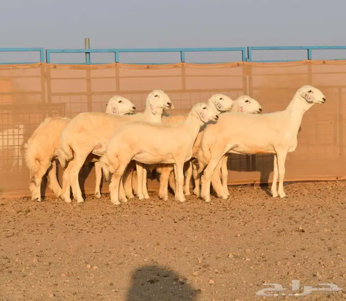 رخال حريه صنف الصنف 0