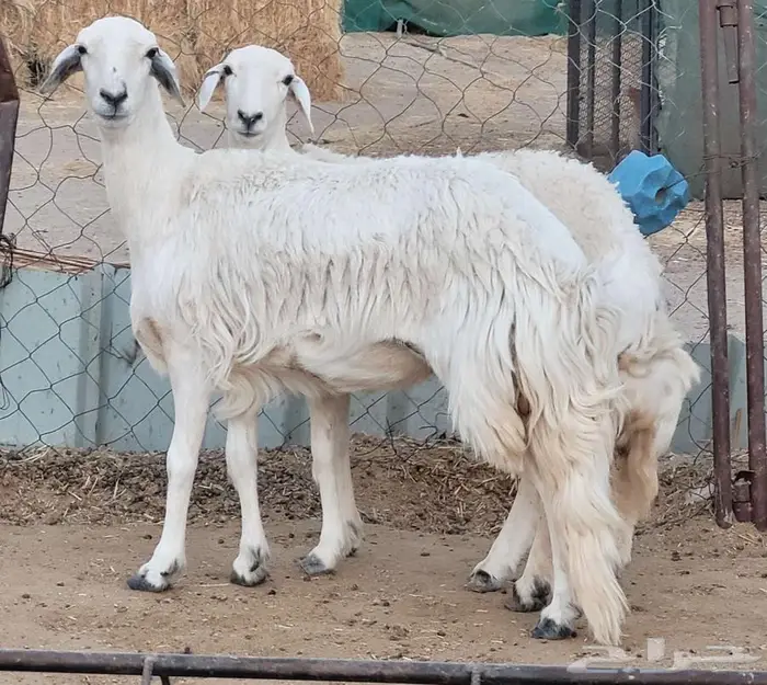 ثنيه ورباع للبيع 2