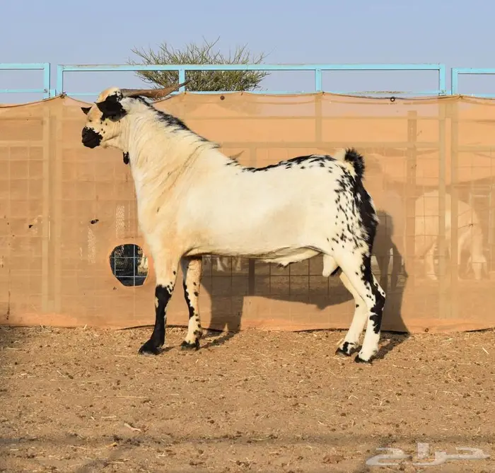 تيس فحل بابوري صنف الصنف 0