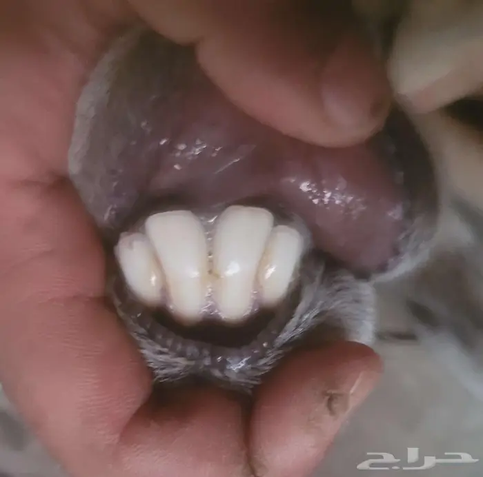 ثنيه ورباع للبيع 4