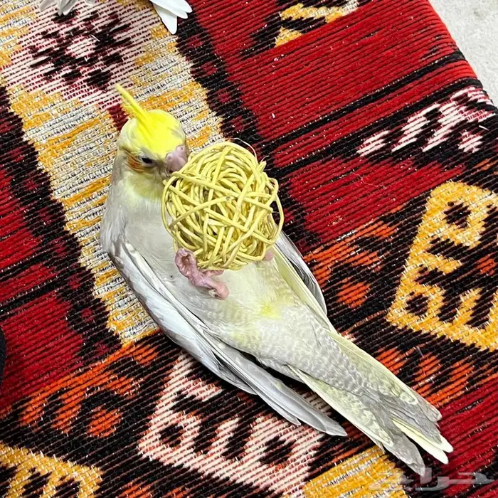 كروان ( كوكتيل ) أليف و هدد نشبة 0