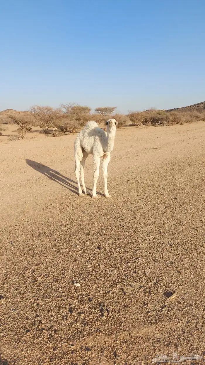 قعود طيب للبيع 1