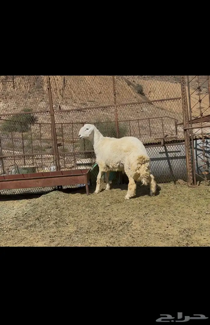 مشروع فحل حري 0