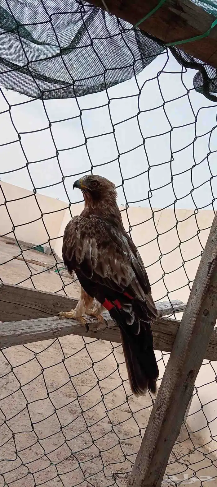 طير عقاب او باز 0