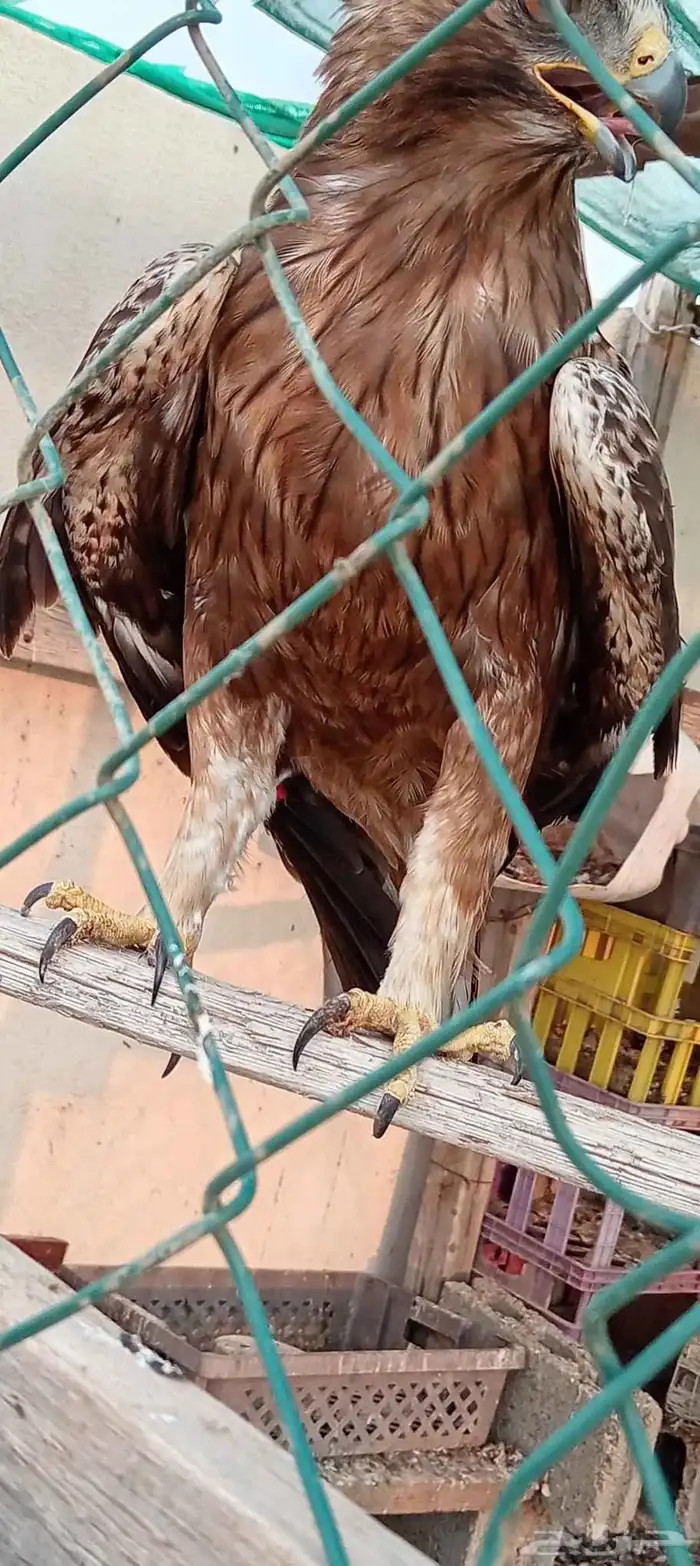 طير عقاب او باز 4