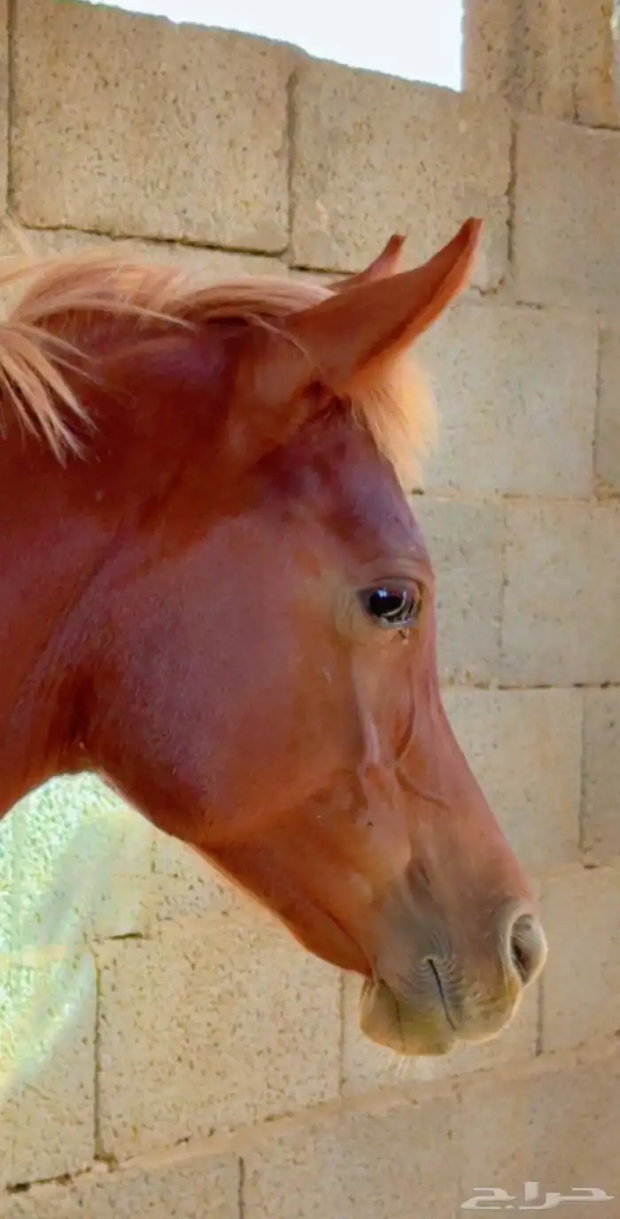 مهره شعبيه كفو 0