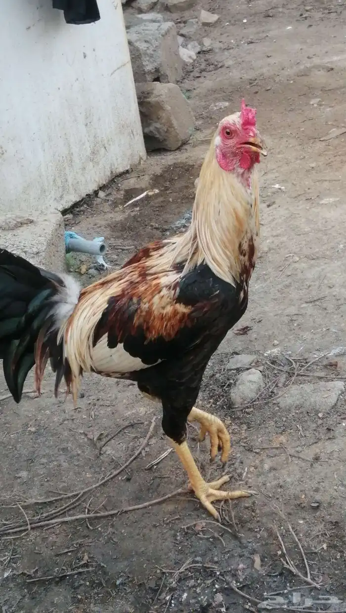 اثنين ديوك للبيع بصحه جيده واحد بلدي الثاني بكستاني 5