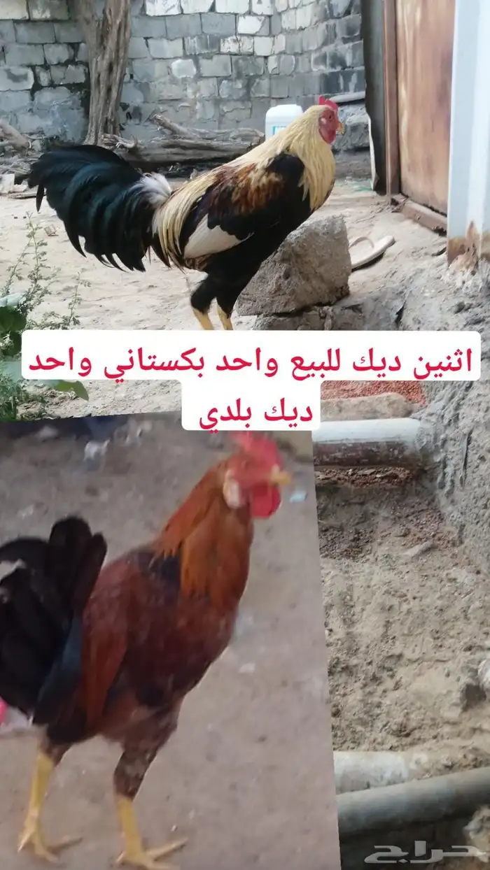 اثنين ديوك للبيع بصحه جيده واحد بلدي الثاني بكستاني 1