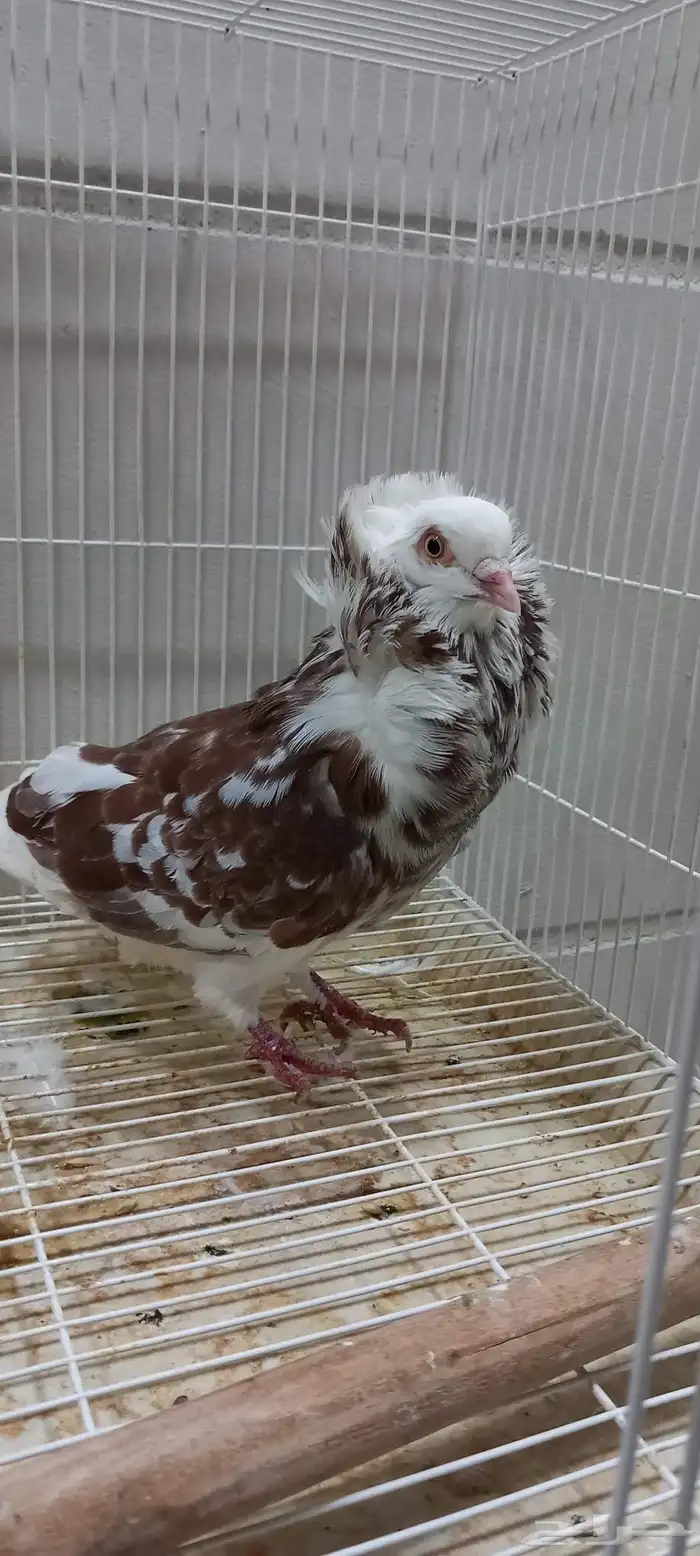 ذكر بلجيكي 2