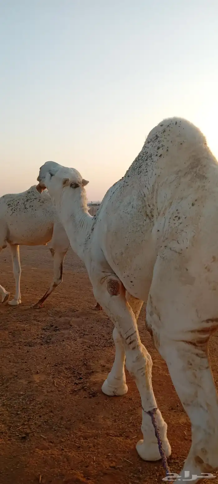 للبيع بعير كفووو سنه رباع 1