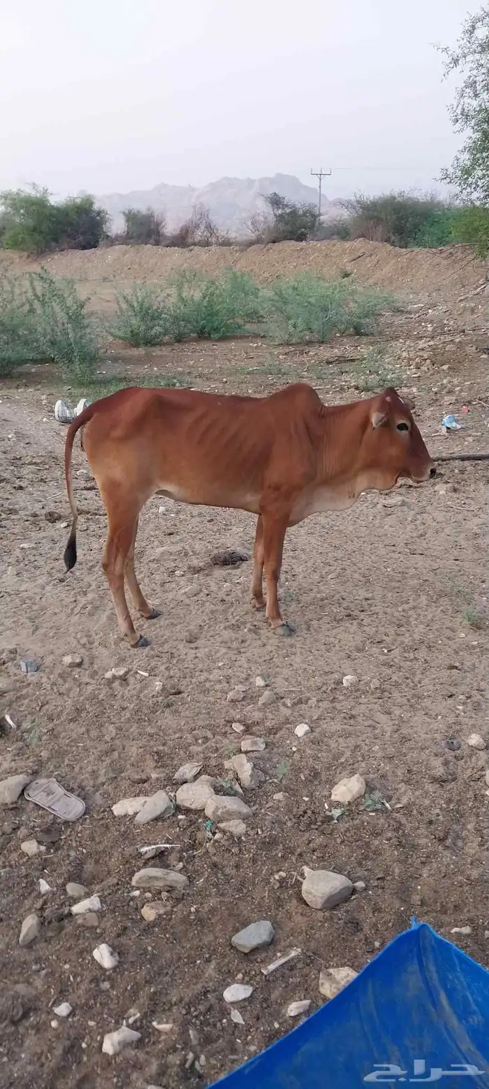 حسيله انثى العمر فوق السنه 1