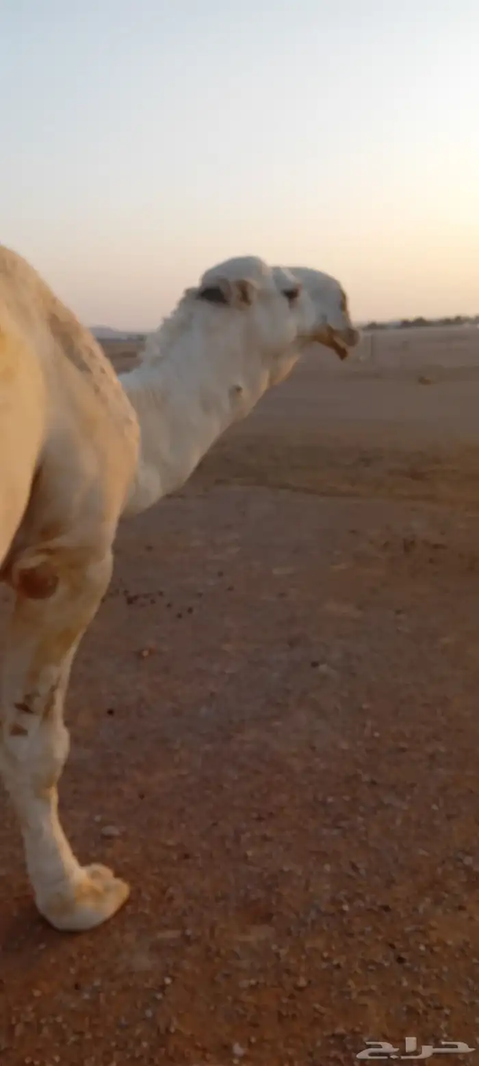 للبيع بعير كفووو سنه رباع 0