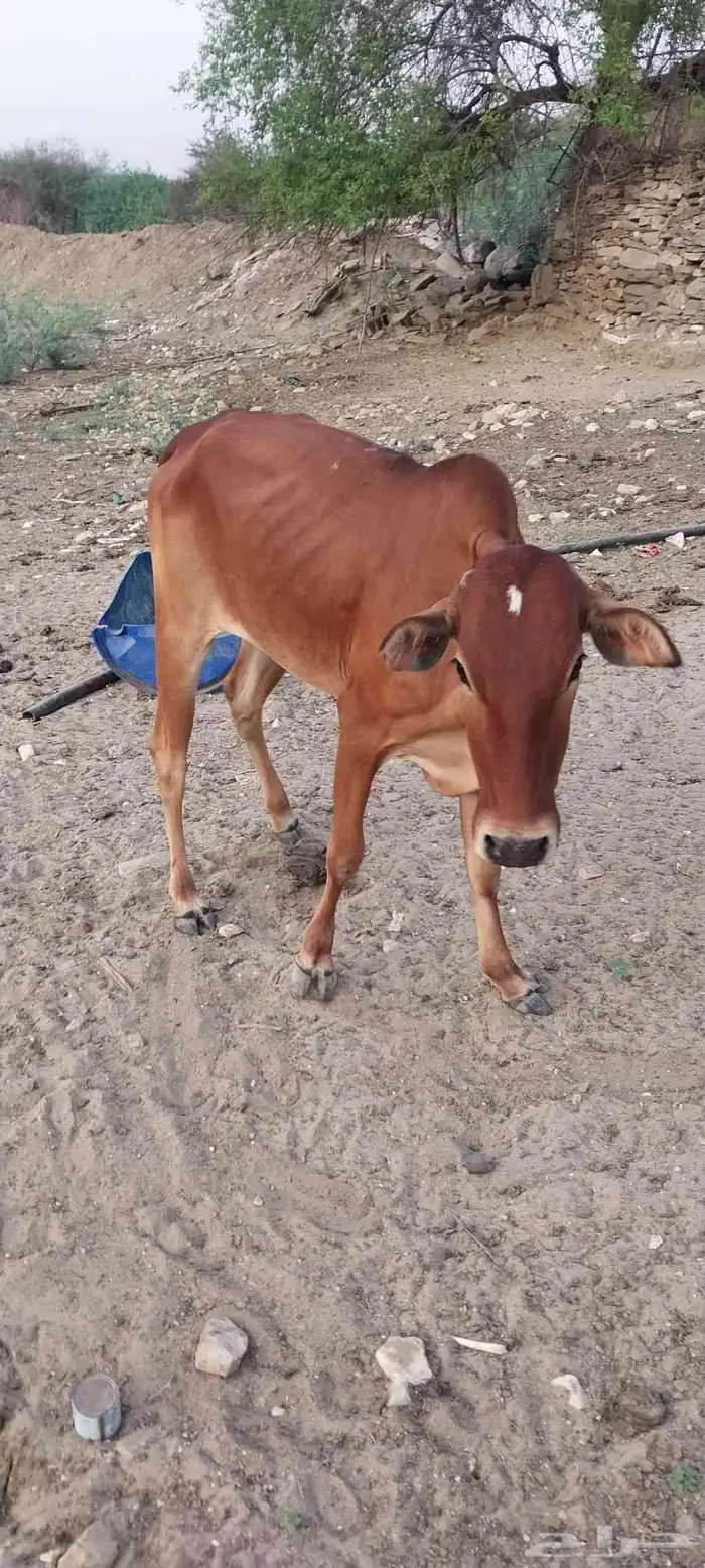 حسيله انثى العمر فوق السنه 0