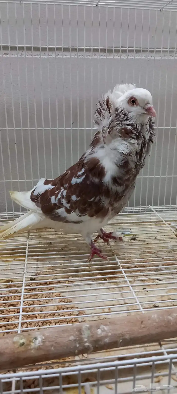 ذكر بلجيكي 0