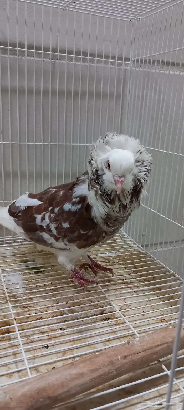 ذكر بلجيكي 1