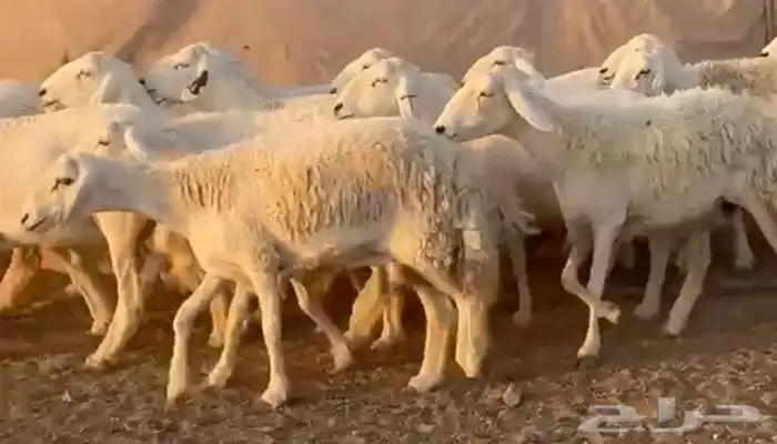 حرش فاخره وسعر طيب 1