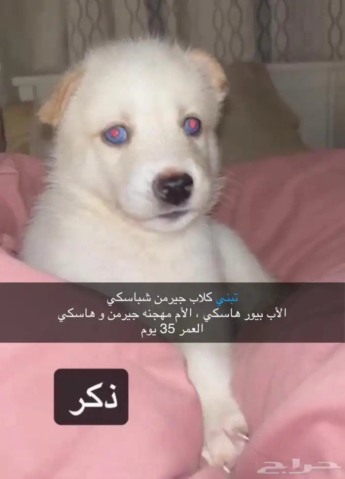 كلاب 0