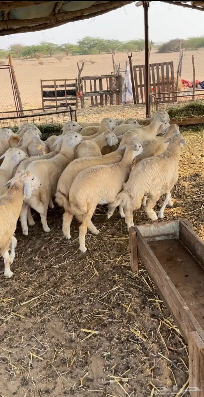 رخال حريه للبيع 5