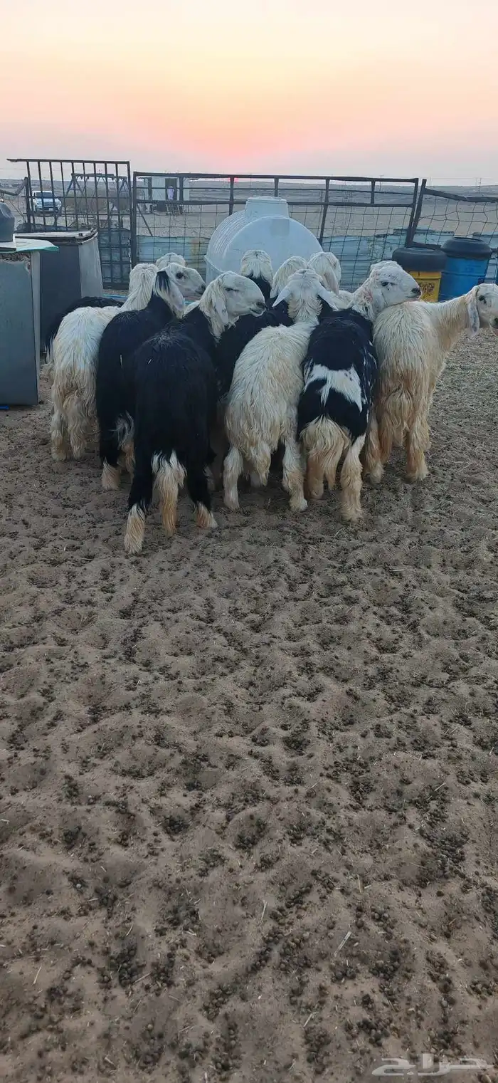 طليان نجدوعيساء محافظة المويه 1