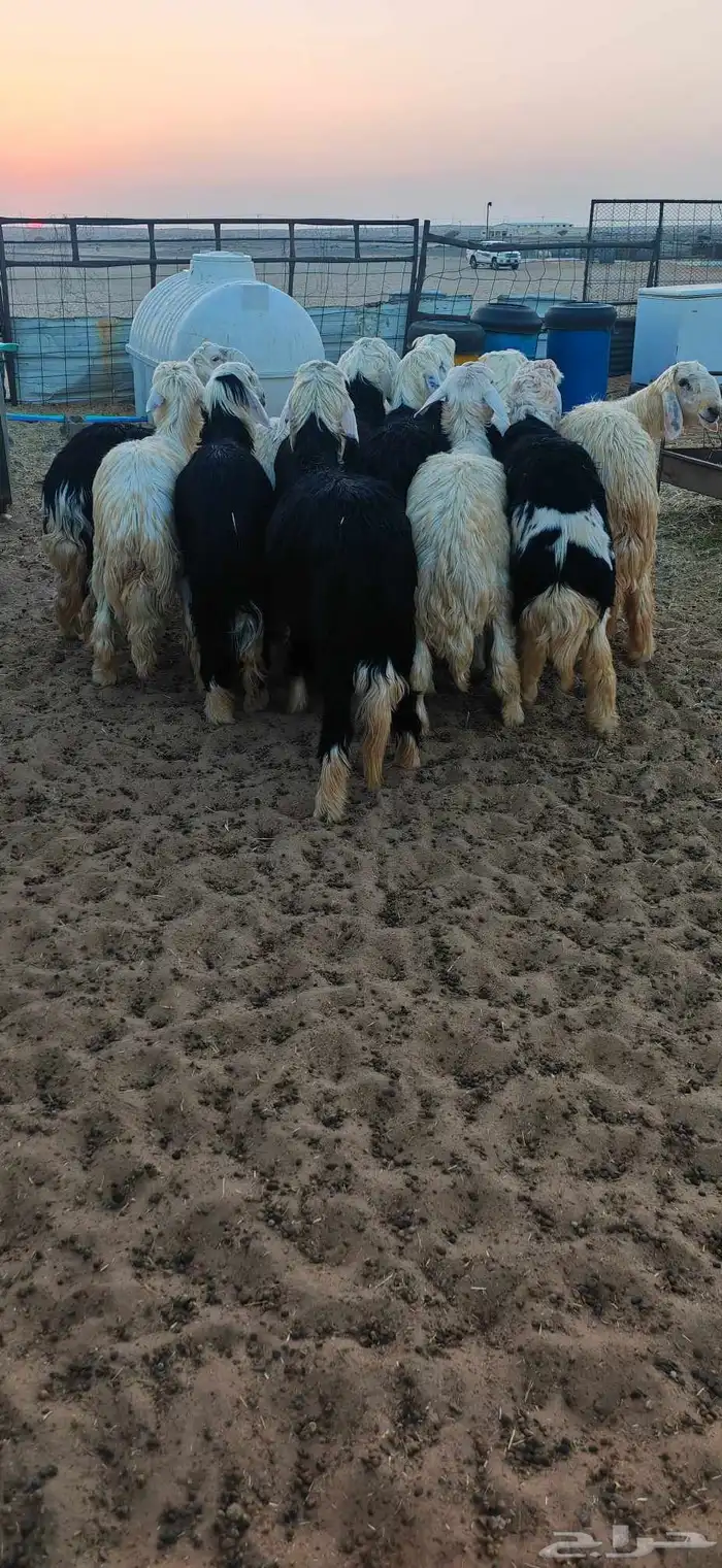 طليان نجدوعيساء محافظة المويه 0
