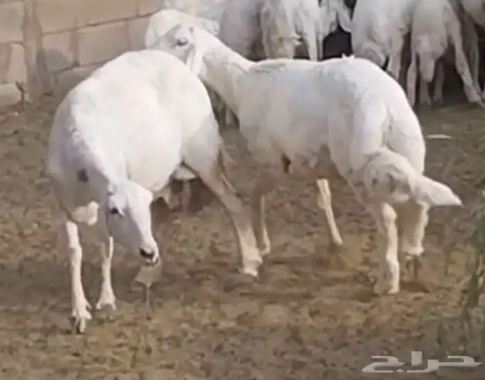 مشروع فحل ضغط عالي 0
