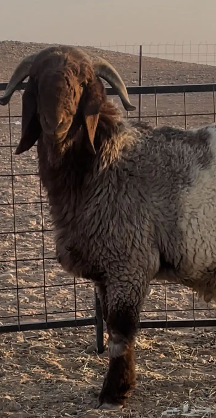 جذع للبيع 11