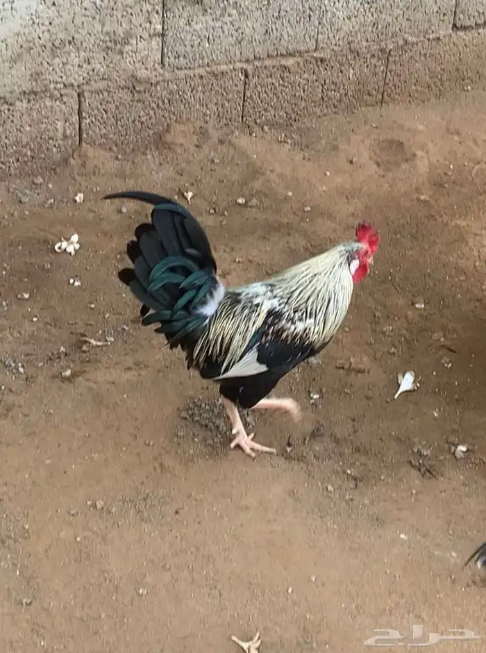 ديك بلدي شوكي 1