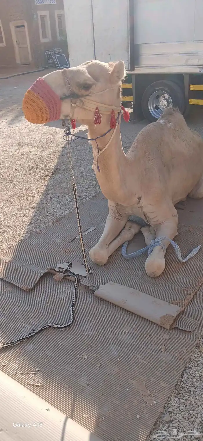 أجار جمال ركبي وا خيول وا دبابات بي اليوم وا الاسبوع 2