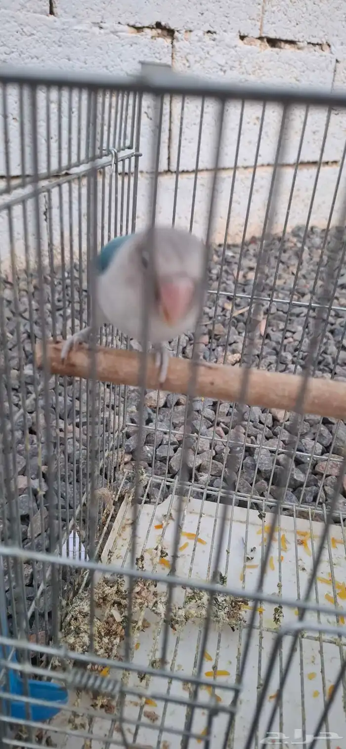 طير فيشر روز 2