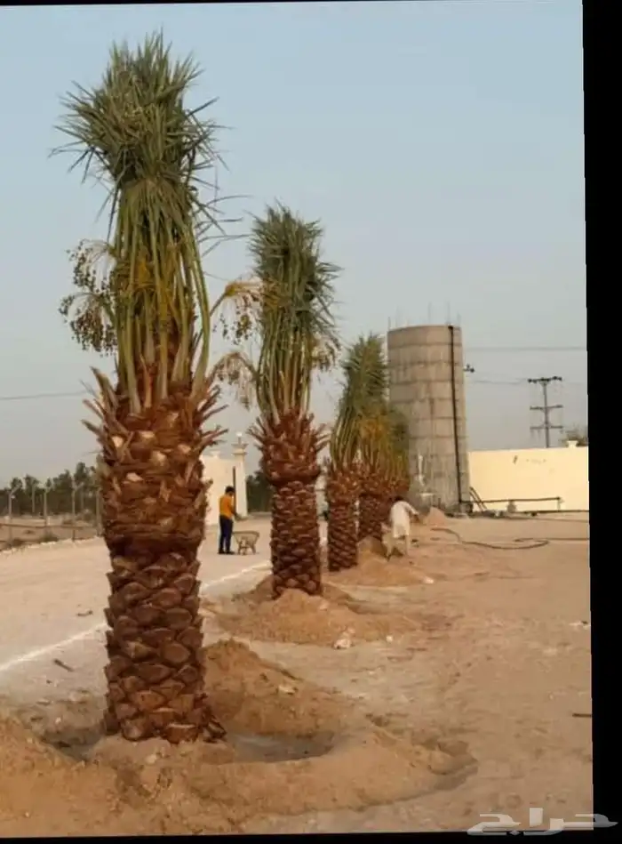 نخيل_مثمر_بجميع_انواعه_ومقاسته_المختلفه 0